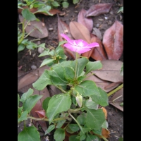 Impaciente - Impatiens hybride, cv Fanciful melange (fam Balsaminacees) (Tropical) (2)
